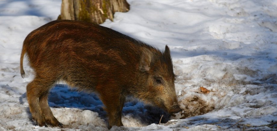 Zu sehen ist ein junges Wildschwein im Winter bei Schnee.