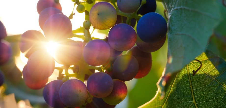 Ein paar noch nicht geerntete Weintrauben durch die das Sonnenlicht hindurch scheint.