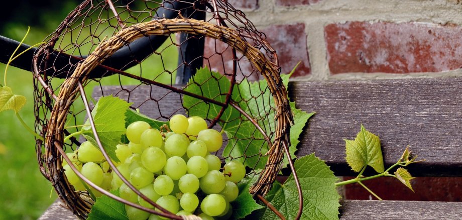 Ein paar frische, grüne Weintrauben in einem Korb, welcher auf einer Bank liegt.